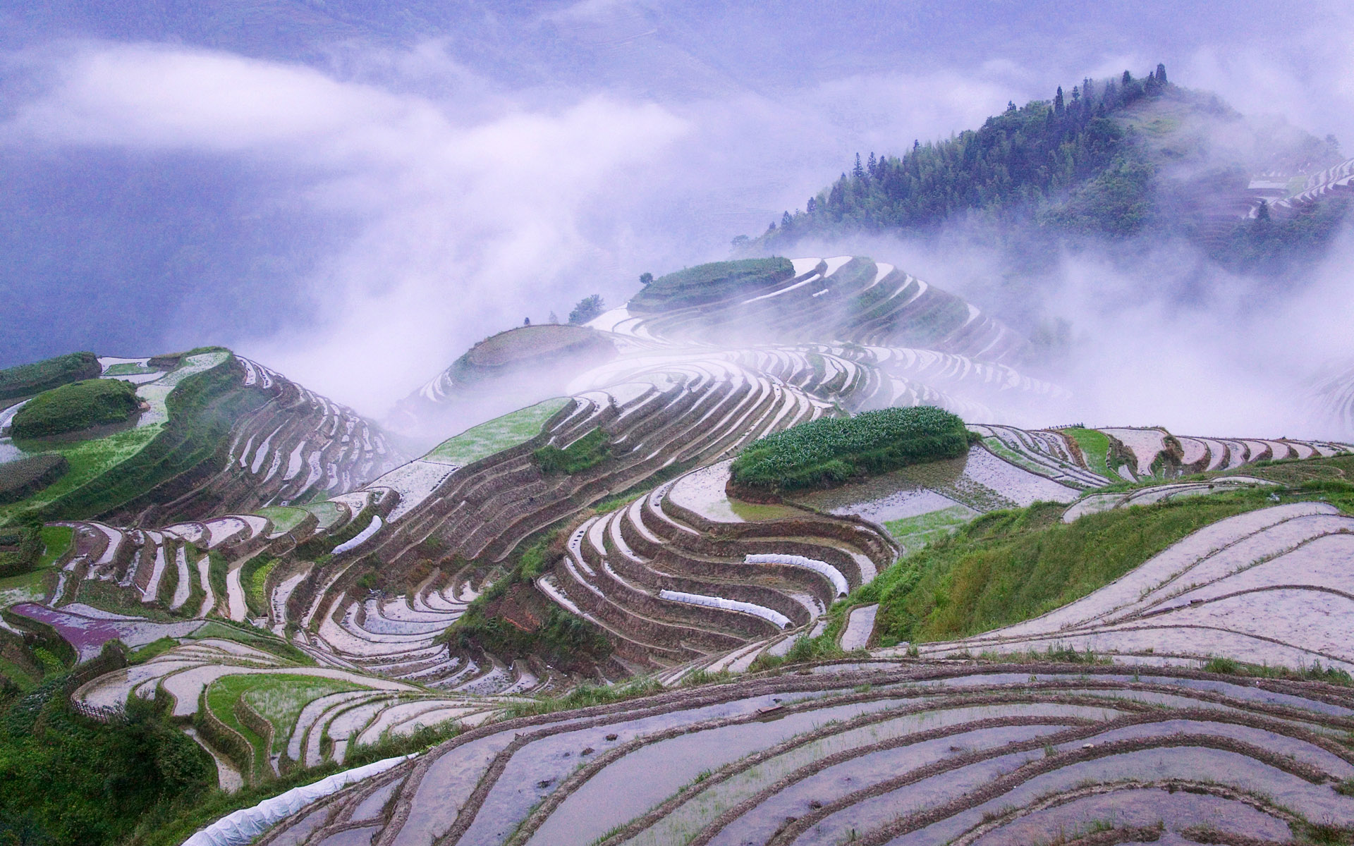 Китайская корейская форма рельефа. Рисовые террасы Лунцзи. Рисовые террасы Юньнань. Рисовые террасированные поля в Китае. Террасирование склонов Китай.